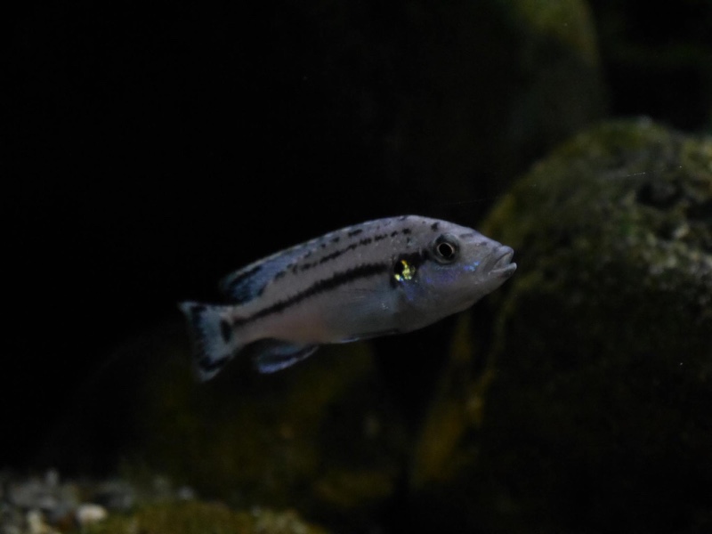 Melanochromis lepidiadaptes 'Makanjila Point'